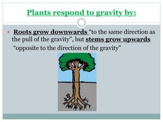  Roots grow downwards “to the same direction as
the pull of the gravity”, but stems grow upwards
“opposite to the direction of the gravity”
Plants respond to gravity by:
 