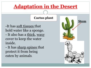 How do plants survive in the environment1 | PPTX