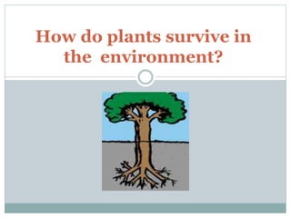 How do plants survive in
the environment?
 