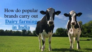 How do popular
brands carry out
Dairy farming
in India
 