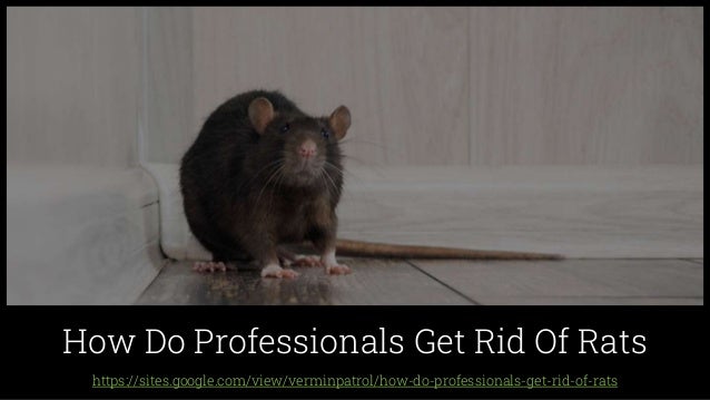 https://sites.google.com/view/verminpatrol/how-do-professionals-get-rid-of-rats
How Do Professionals Get Rid Of Rats
 