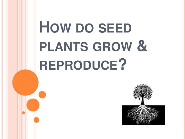 How Do Seed Plants Grow Reproduce How Do Seed Plants Grow Reproduce