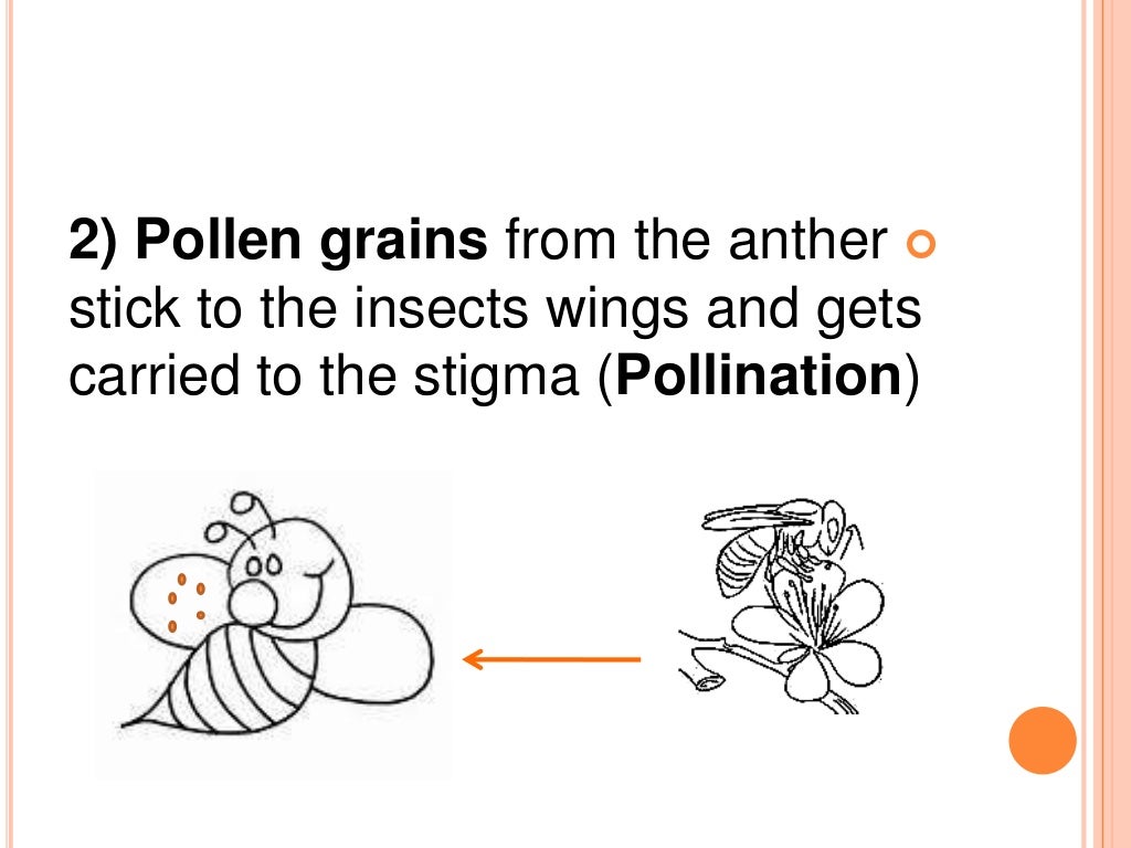 How do seed plants grow & reproduce