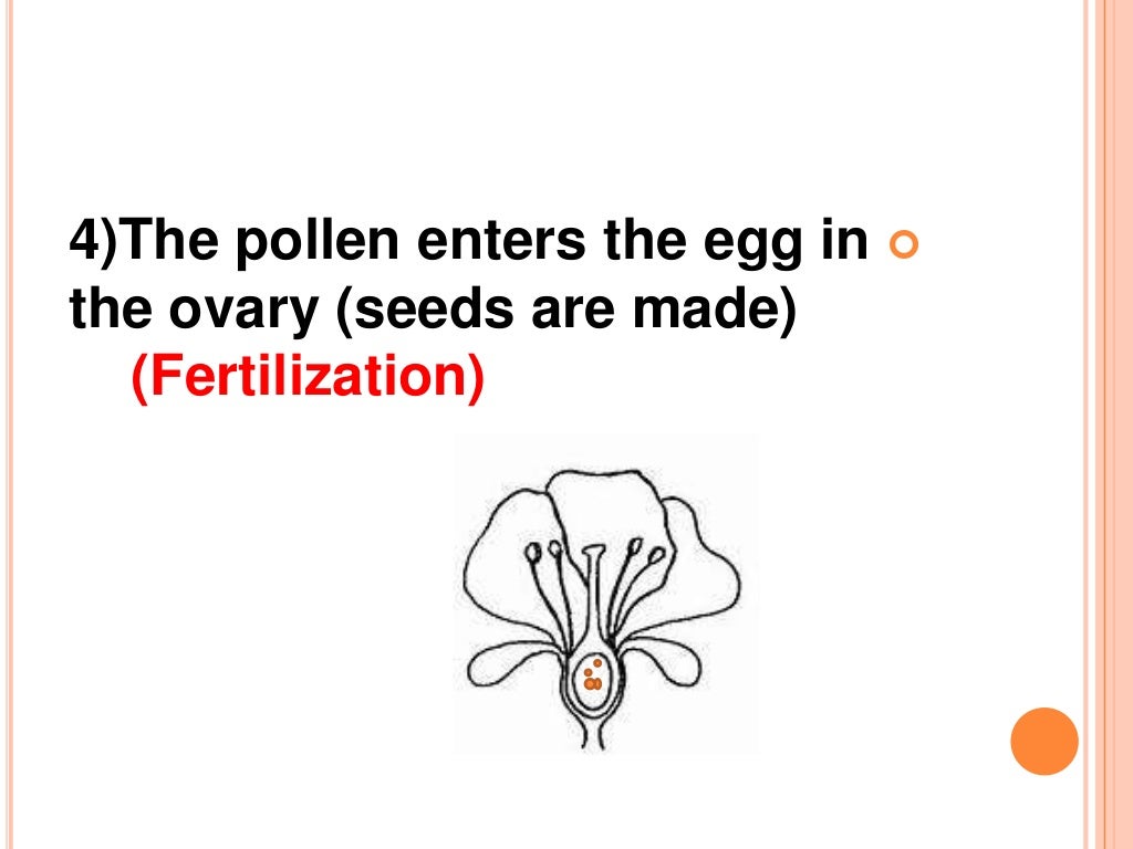 How do seed plants grow & reproduce
