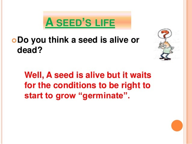 How do seed plants grow 