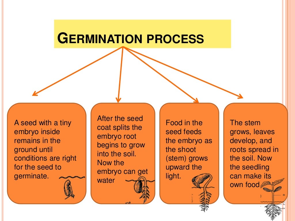 How do seed plants grow & reproduce