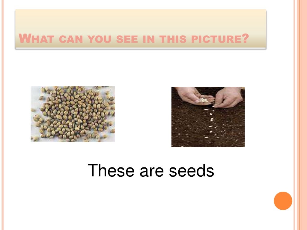 How do seed plants grow & reproduce