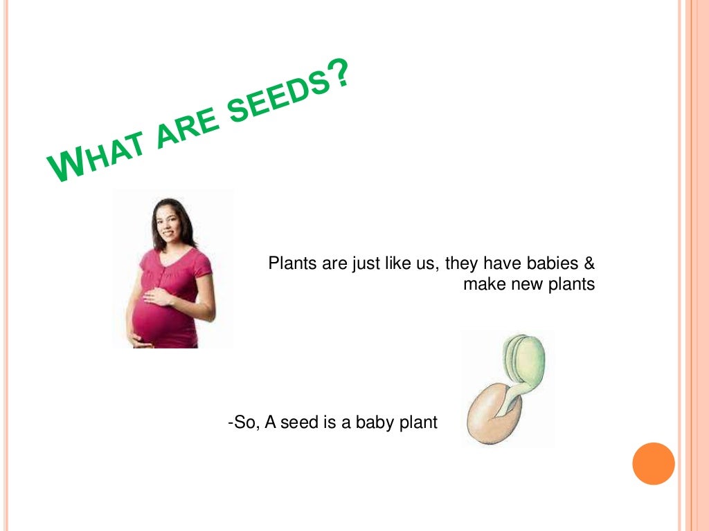 How do seed plants grow & reproduce