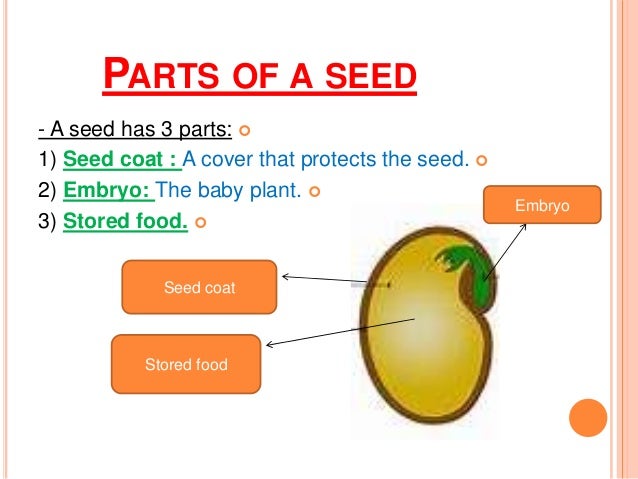 How Do Seed Plants Grow Reproduce