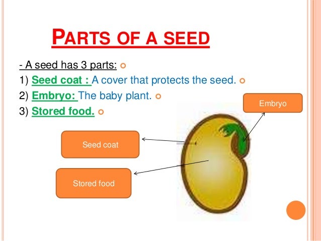 How Do Seed Plants Grow Reproduce How Do Seed Plants Grow Reproduce