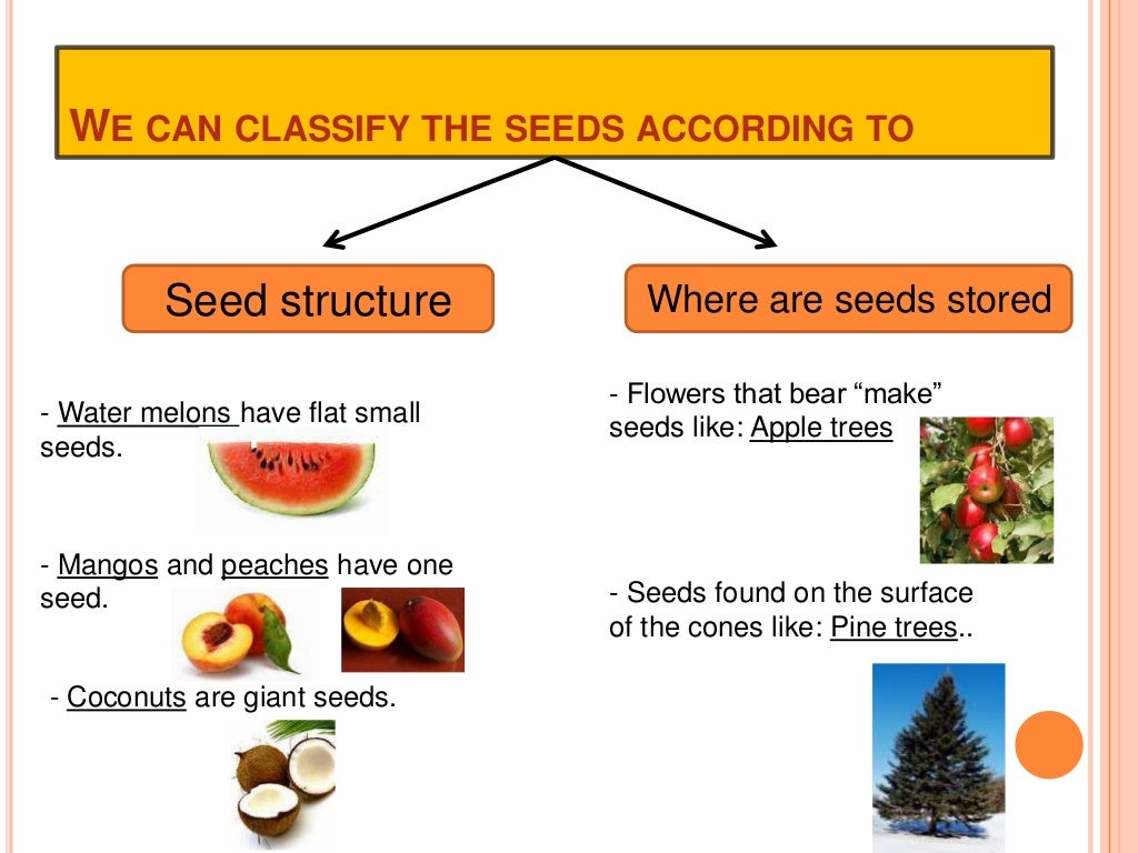 How do seed plants grow & reproduce