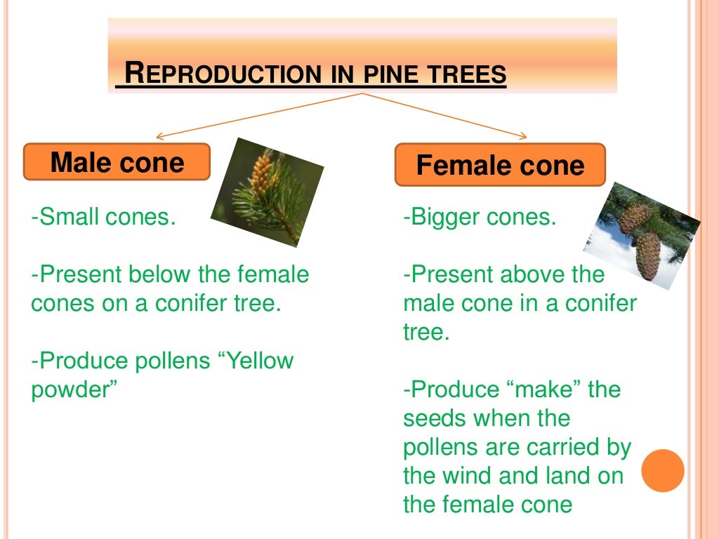 How do seed plants grow & reproduce
