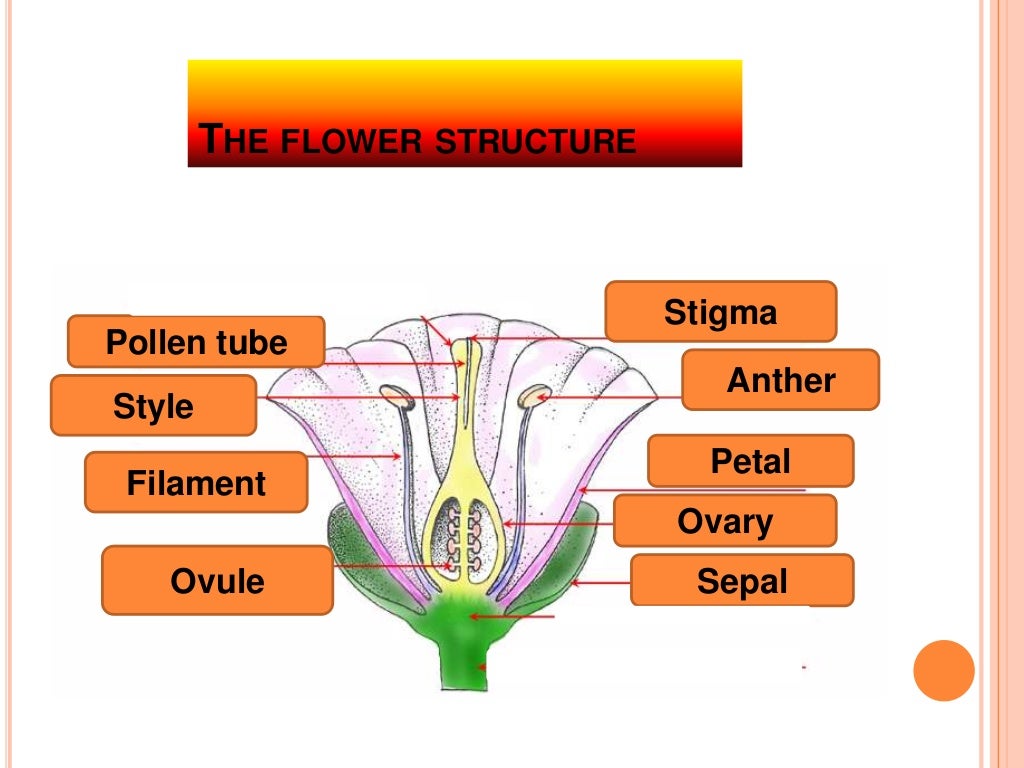How do seed plants grow &amp; reproduce