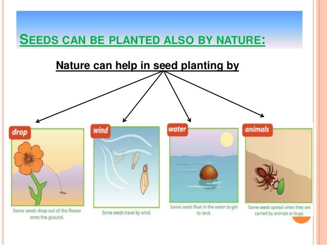How do seed plants grow and reproduce