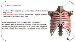 Ventilación: Proceso por el que el aire entra y sale físicamente de
los pulmones .
Intercambio de gases: Proceso por el que el Oxígeno, ingresa al
cuerpo y el dióxido de carbono, sale.
Anatomía y Fisiología
Los pulmones están situados dentro de la caja torácica
encerrados por dos membranas pleurales. En la base del tórax,
separándolo de la cavidad abdominal se encuentra el diafragma
principal músculo de la respiración inervado por el nervio frénico.
 