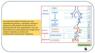 Los pulmones están formados por vías
respiratorias grandes y pequeñas, siendo la
tráquea la más grande y la primera de 23
generaciones de vías respiratorias. Las vías
respiratorias de cada generación surgen de la
anterior mediante un sistema de
ramificaciones dicotómicas irregulares
23 generaciones
 