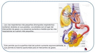. Las vías respiratorias más pequeñas (bronquiolos respiratorios)
contienen alvéolos en sus paredes. Los alvéolos son el lugar del
intercambio de gases y su presencia aumenta a medida que las vías
respiratorias se vuelven más pequeñas..
Esto permite que la superficie total del pulmón aumente exponencialmente, lo
que permite la máxima oportunidad para el intercambio de gases.
 