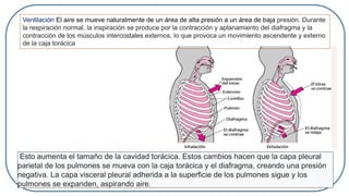 Esto aumenta el tamaño de la cavidad torácica. Estos cambios hacen que la capa pleural
parietal de los pulmones se mueva con la caja torácica y el diafragma, creando una presión
negativa. La capa visceral pleural adherida a la superficie de los pulmones sigue y los
pulmones se expanden, aspirando aire.
Ventilación El aire se mueve naturalmente de un área de alta presión a un área de baja presión. Durante
la respiración normal, la inspiración se produce por la contracción y aplanamiento del diafragma y la
contracción de los músculos intercostales externos, lo que provoca un movimiento ascendente y externo
de la caja torácica
 