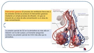 Intercambio gaseoso El proceso de ventilación lleva aire a
los alvéolos donde se produce el intercambio gaseoso
mediante un simple proceso de difusión. Un gas se
moverá de un área de alta concentración a un área de
baja concentración
La presión parcial de O2 en la atmósfera es más alta en
relación con la del cuerpo y el torrente sanguíneo
contiene una presión parcial de CO2 más alta que la
atmósfera.
 