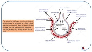 .Para que tenga lugar un intercambio de
gases eficaz, el aire que se inhala hacia
los pulmones debe viajar a la membrana
alveolar, donde las paredes capilares
son delgadas y hay una gran superficie
total.
 