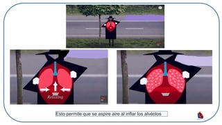 Esto permite que se aspire aire al inflar los alvéolos
 