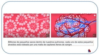 Millones de pequeños sacos dentro de nuestros pulmones, cada uno de estos pequeños
alveólos está rodeado por una malla de capilares llenos de sangre
 