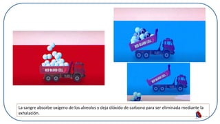 La sangre absorbe oxígeno de los alveolos y deja dióxido de carbono para ser eliminada mediante la
exhalación.
 