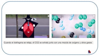Cuando el diafragma se relaja, el CO2 se exhala junto con una mezcla de oxígeno y otros gases
 