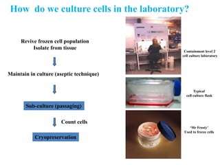 How Do We Culture Cells In The Laboratory PPT How Do We Culture Cells In The Laboratory 1 320