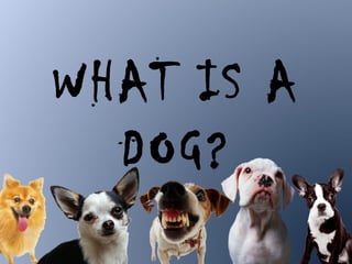 WHAT IS A
  DOG?
 