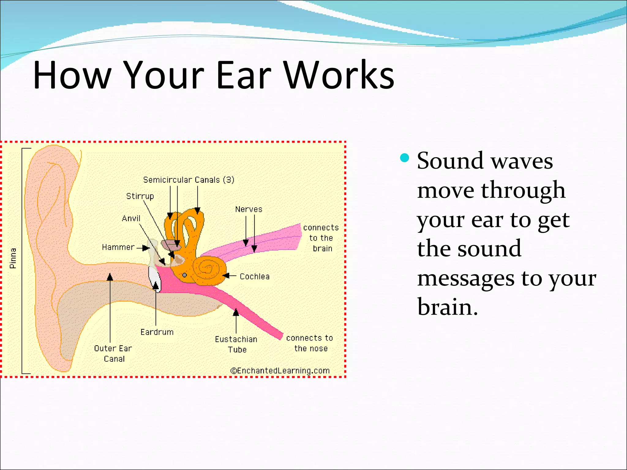 How Your Ear Works
                      Sound waves
                      move through
                      your ear to get
                      the sound
                      messages to your
                      brain.
 