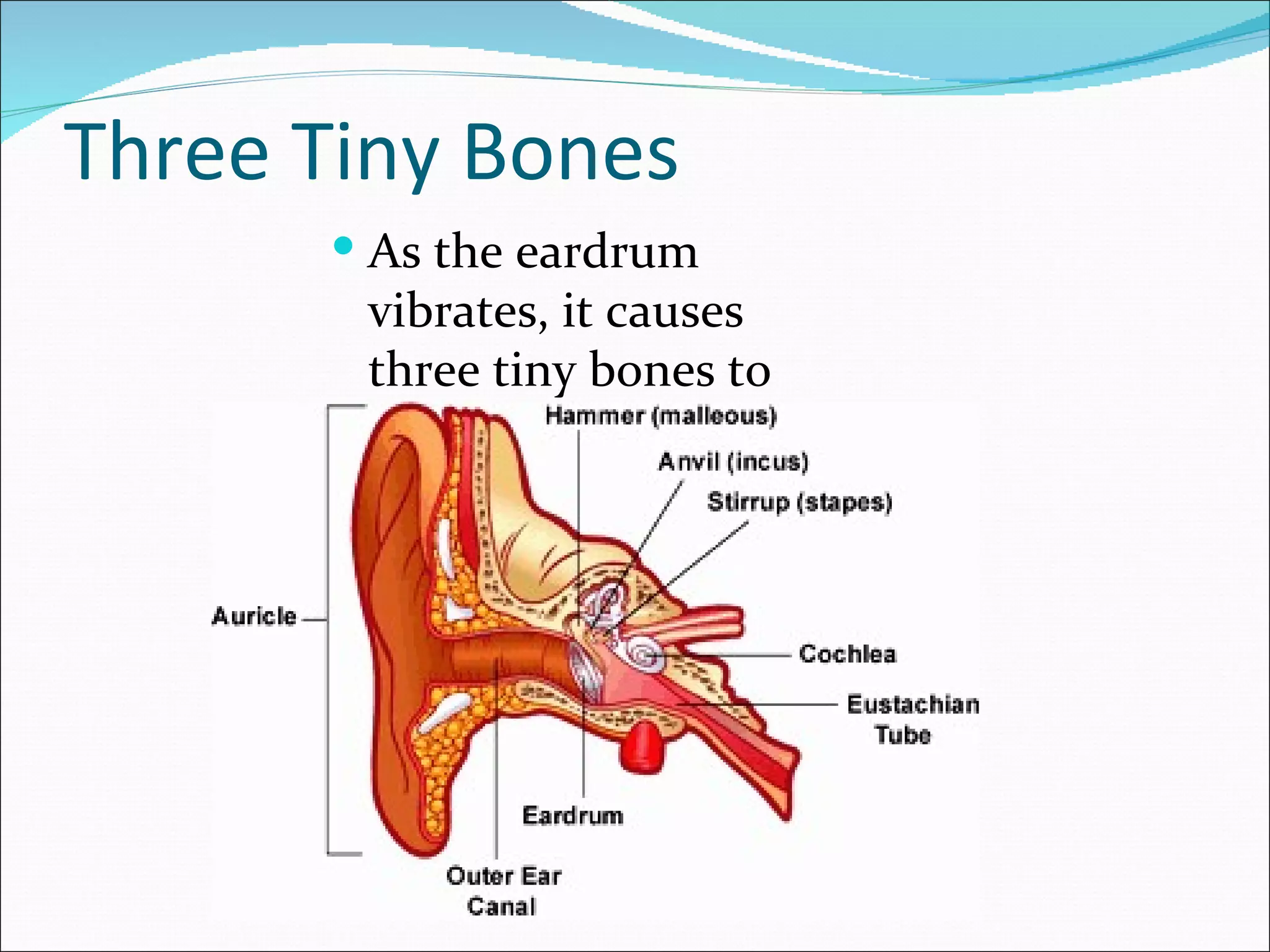 Three Tiny Bones
       As the eardrum
       vibrates, it causes
       three tiny bones to
       vibrate.
 