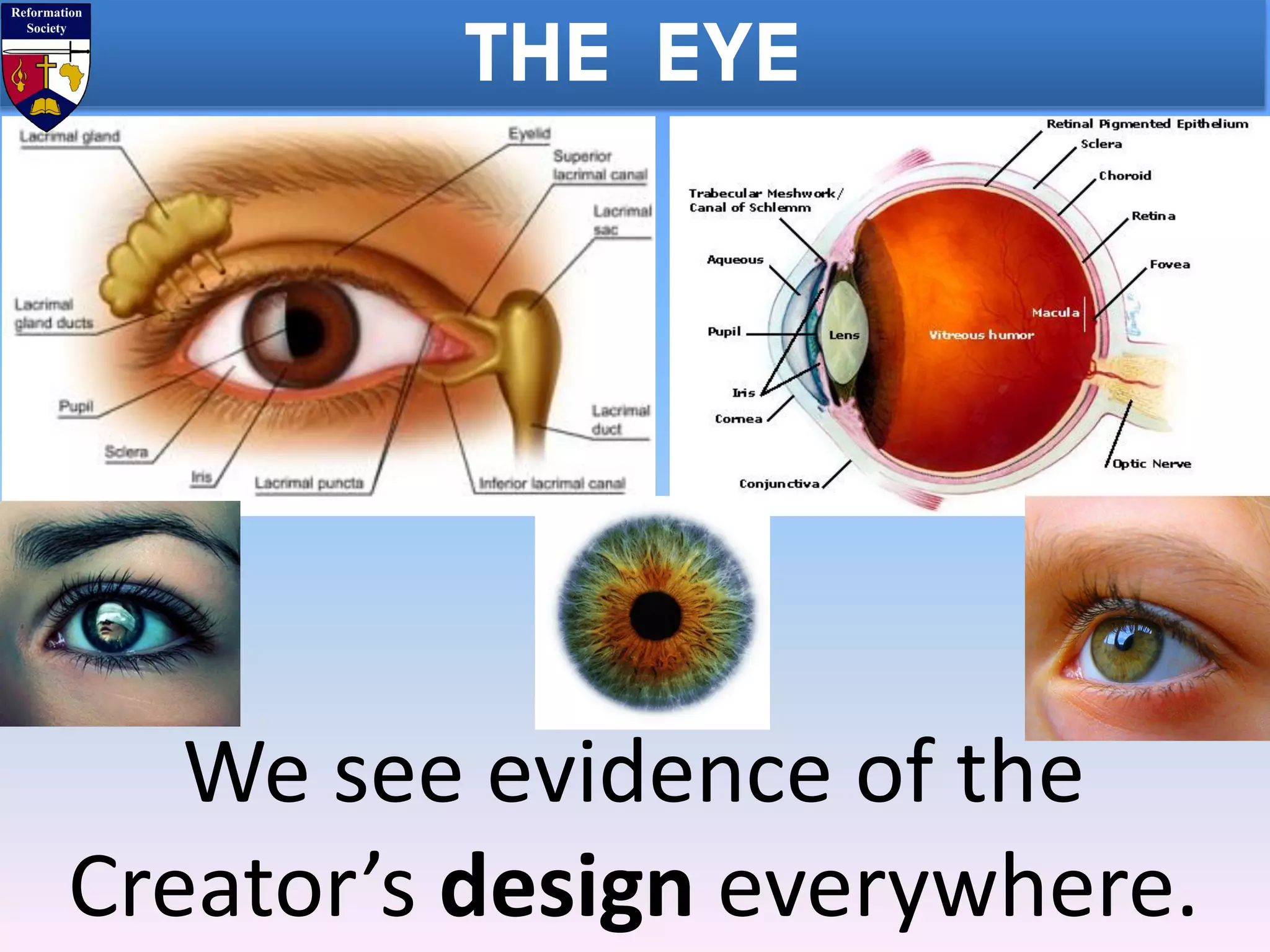 THE EYE
We see evidence of the
Creator’s design everywhere.
 
