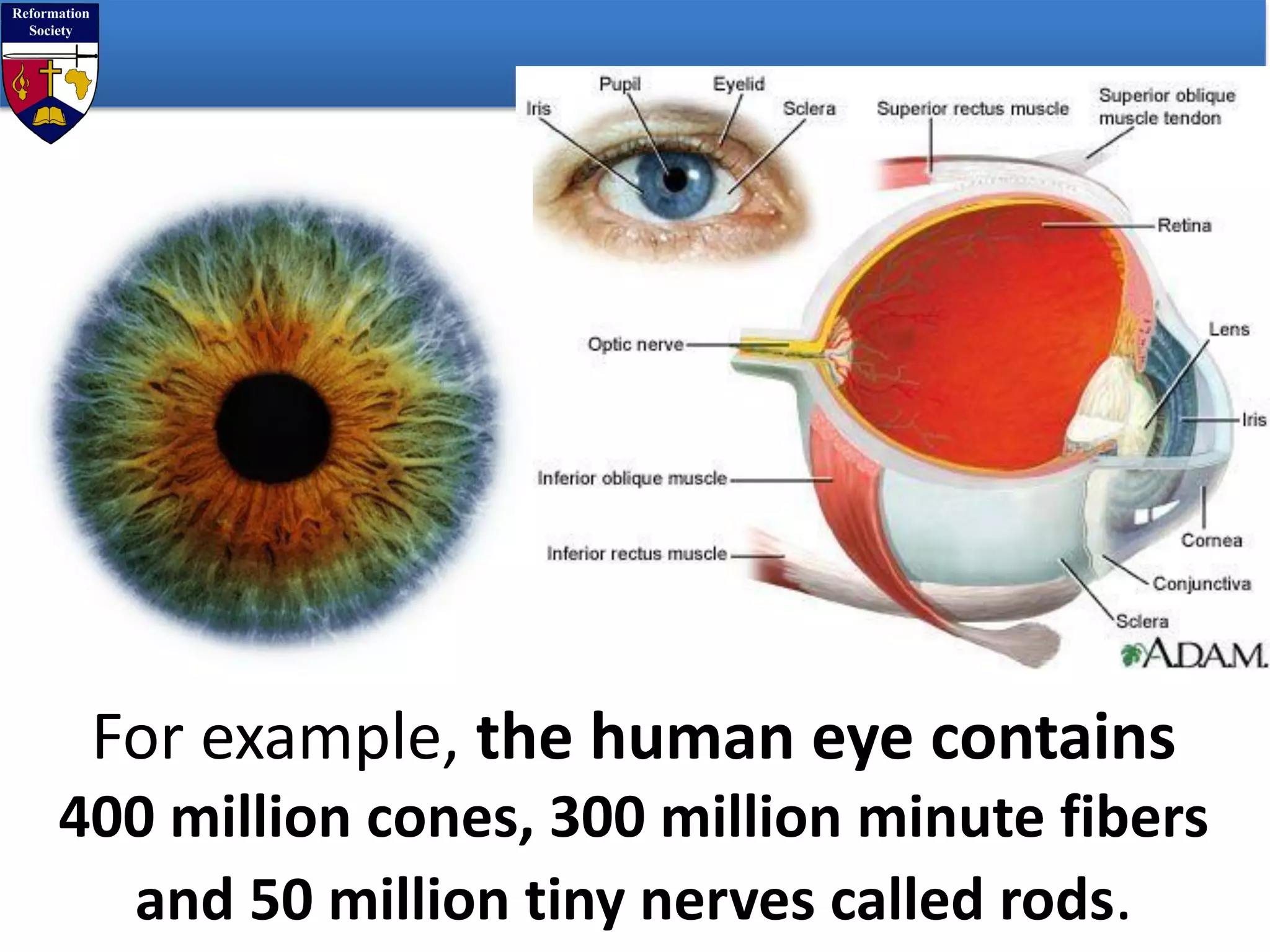 For example, the human eye contains
400 million cones, 300 million minute fibers
and 50 million tiny nerves called rods.
 