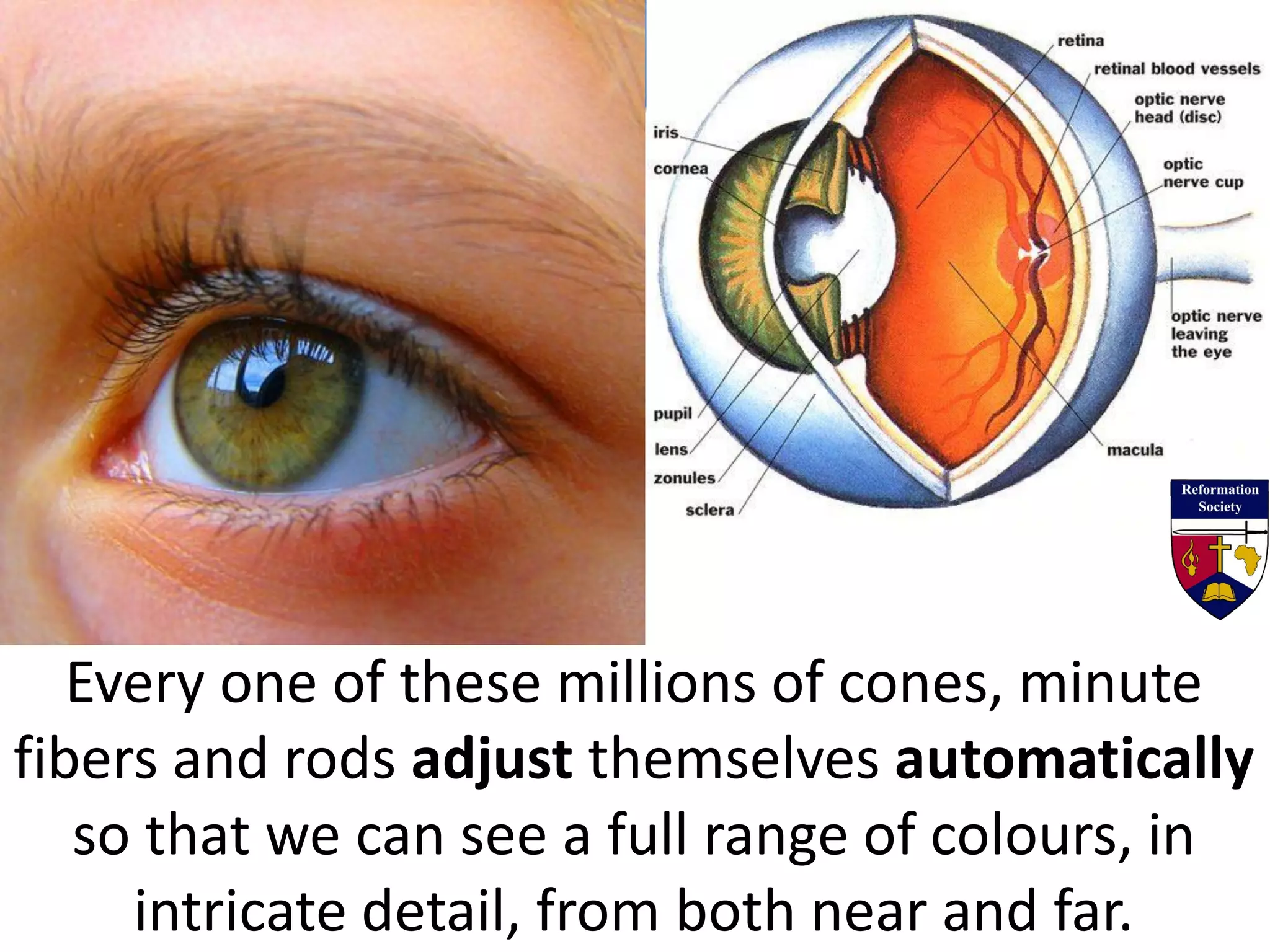 Every one of these millions of cones, minute
fibers and rods adjust themselves automatically
so that we can see a full range of colours, in
intricate detail, from both near and far.
 