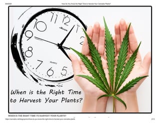 8/9/2020 How Do You Know the Right Time to Harvest Your Cannabis Plants?
https://cannabis.net/blog/opinion/how-do-you-know-the-right-time-to-harvest-your-cannabis-plants 2/13
WHEN IS THE RIGHT TIME TO HARVEST YOUR PLANTS?
h i h i
 