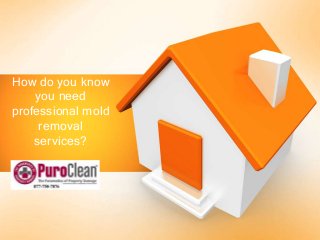 How do you know
you need
professional mold
removal
services?
 