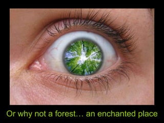 Or why not a forest… an enchanted place 