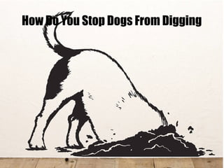 How Do You Stop Dogs From Digging
 