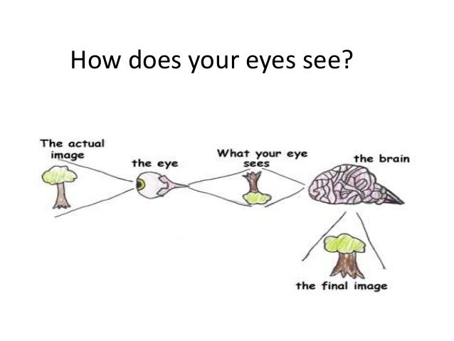 how do you a seeing eye how do you take care of your how do you a seeing eye how do you take care of your