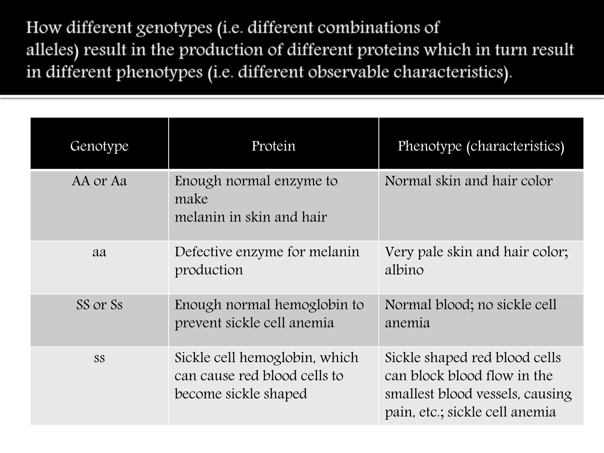 Genotype Protein Phenotype(characteristics)
AA or Aa Enough normal enzymeto make
melanin in skin and hair
Normal skin and hair color
aa Defectiveenzymefor melanin
production
Very paleskin and hair color;
albino
SSor Ss Enough normal hemoglobin to
prevent sicklecell anemia
Normal blood; no sicklecell
anemia
ss Sicklecell hemoglobin, which
can causered blood cellsto
becomesickleshaped
Sickleshaped red blood cells
can block blood flow in the
smallest blood vessels, causing
pain, etc.; sicklecell anemia