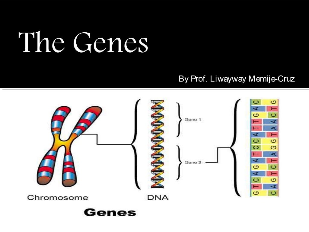 The Genes The Genes