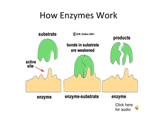 How Enzymes Work Click here for audio 