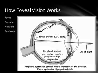 Fovea
Saccades
Fixations
Parafovea
How FovealVisionWorks
 