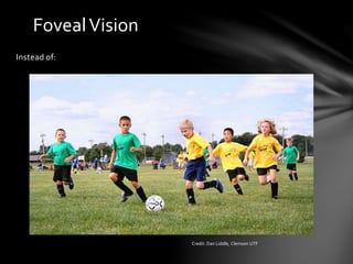 FovealVision
Instead of:
Credit: Dan Liddle, Clemson UTF
 