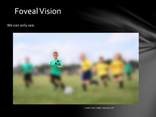 FovealVision
We can only see:
Credit: Dan Liddle, Clemson UTF
 