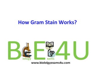 How Gram Stain Works?
 