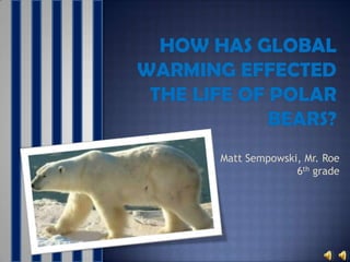 How has global warming effected the life of polar bears? Matt Sempowski, Mr. Roe 6th grade 