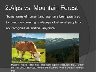 2.Alps vs. Mountain Forest
Some forms of human land use have been practised
for centuries creating landscapes that most people do
not recognize as artificial anymore.
Rearing cattle (left) has produced alpine pastures that, under
normal circumstances, would be covered with mountain forests
(right).
 