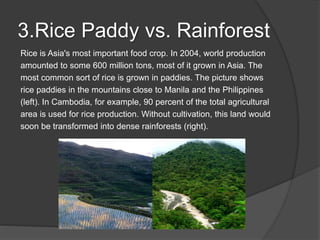3.Rice Paddy vs. Rainforest
Rice is Asia's most important food crop. In 2004, world production
amounted to some 600 million tons, most of it grown in Asia. The
most common sort of rice is grown in paddies. The picture shows
rice paddies in the mountains close to Manila and the Philippines
(left). In Cambodia, for example, 90 percent of the total agricultural
area is used for rice production. Without cultivation, this land would
soon be transformed into dense rainforests (right).
 